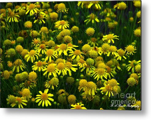 Bitterweed Metal Print featuring the photograph Bitterweed Bouquet by Barbara Bowen