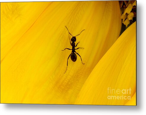 Black Metal Print featuring the photograph Black Ant On Sunflower Petal by Bob Christopher