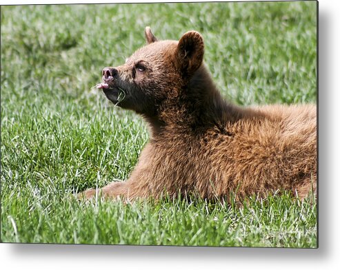 Animal. Wildlife Metal Print featuring the photograph Black Bear Cub I by Teresa Zieba