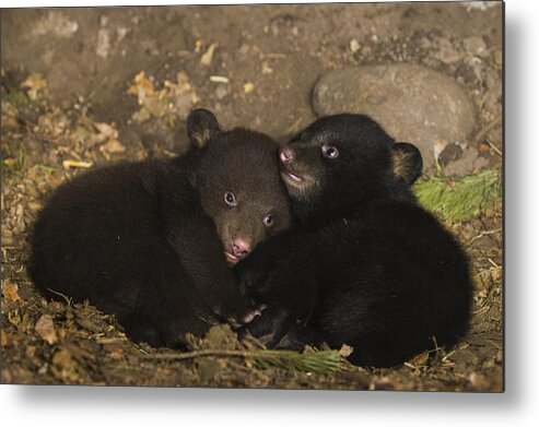 00761736 Metal Print featuring the photograph Black Bear Cubs Playing In Den by Suzi Eszterhas