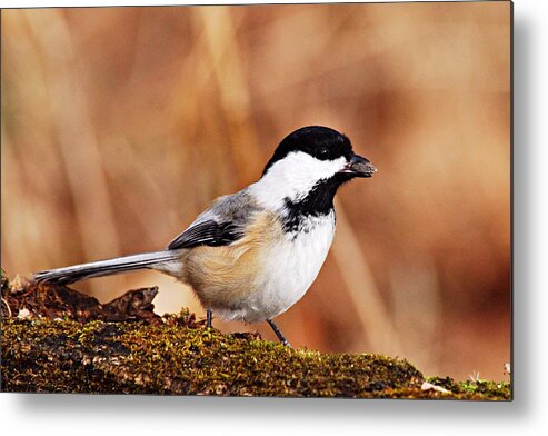 Photography Metal Print featuring the photograph Black-capped Chickadee by Larry Ricker