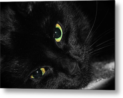 Black Cat Metal Print featuring the photograph Black Cat With Green Eyes by Tracie Schiebel