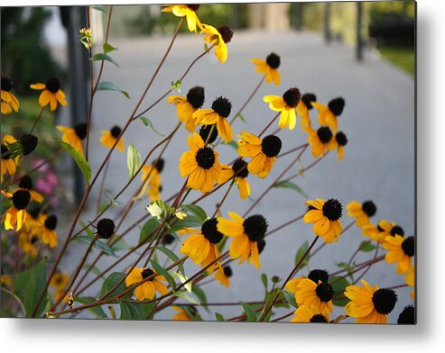  Metal Print featuring the photograph Black Eyed Susies 1 by RobLew Photography