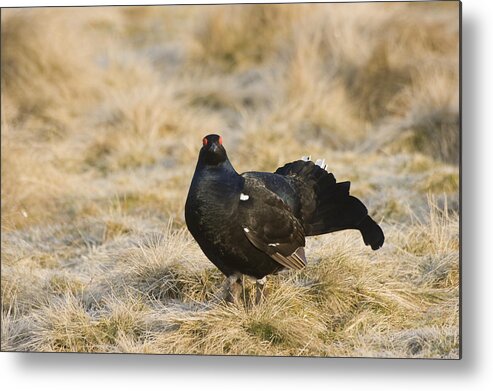 Black Grouse Metal Print featuring the photograph Black Grouse displaying on a lek by Howard Kennedy