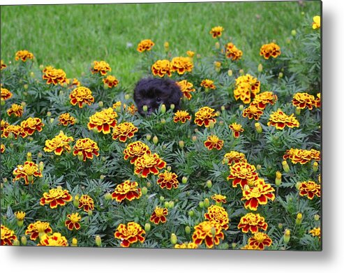 Black Puppy Metal Print featuring the photograph Black Puppy In A Bed of Flowers by Jeanne Andrews