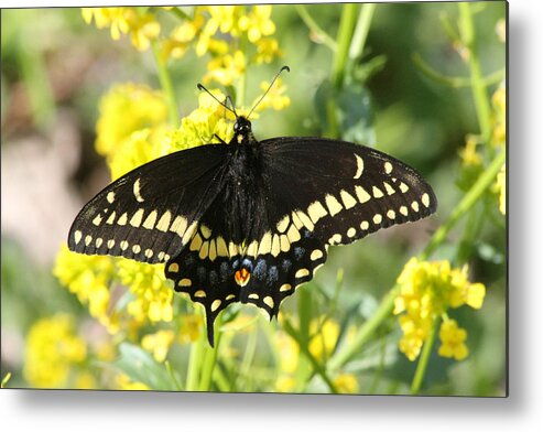  Metal Print featuring the photograph Black Swallowtail by Mark J Seefeldt