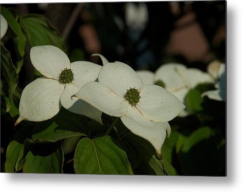 Flower Metal Print featuring the photograph Blanket by Joseph Yarbrough