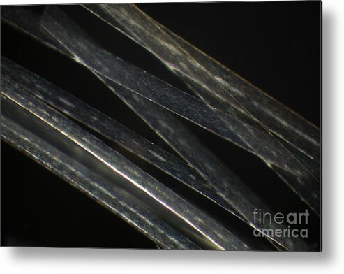 Light Microscopy Metal Print featuring the photograph Blonde Human Hair by Ted Kinsman
