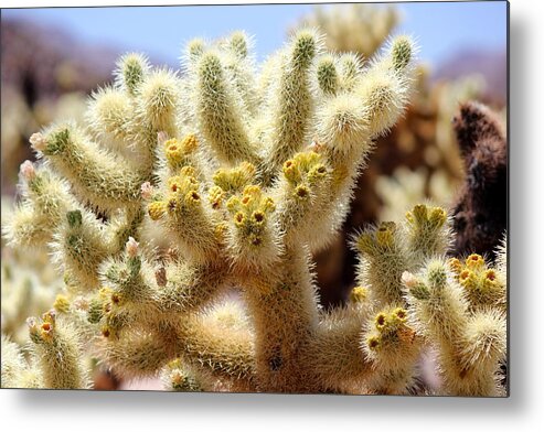 Teddy Bear Cholla Metal Print featuring the photograph Blooming Cholla by Leigh Meredith