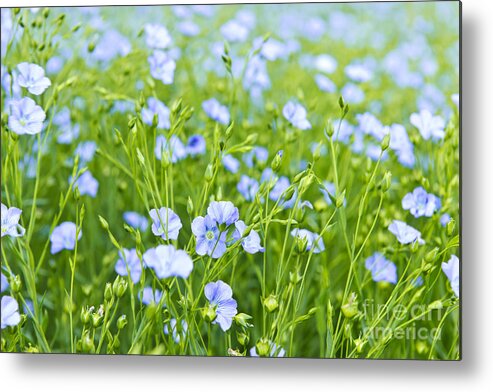 Flax Metal Print featuring the photograph Blooming flax by Elena Elisseeva