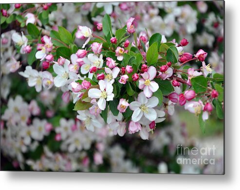 Blossoms Metal Print featuring the photograph Blossoms on Blossoms by Dorrene BrownButterfield