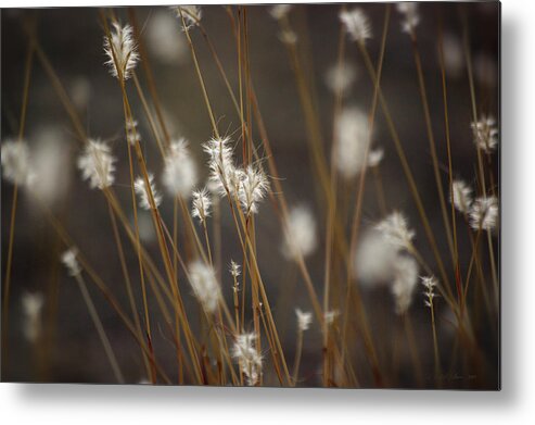 Flora Metal Print featuring the photograph Blowing in the Wind by Vicki Pelham