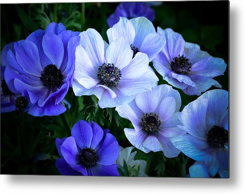 Flowers Metal Print featuring the photograph Blue and White by Julie Palencia