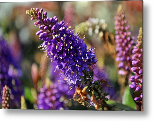 Spring Metal Print featuring the photograph Blue Brush Bloom by Tikvah's Hope