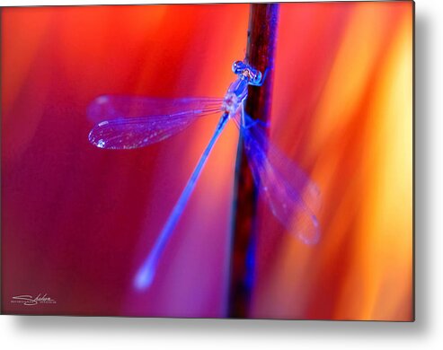 Blue Metal Print featuring the photograph Blue Dragon Fly by Shehan Wicks