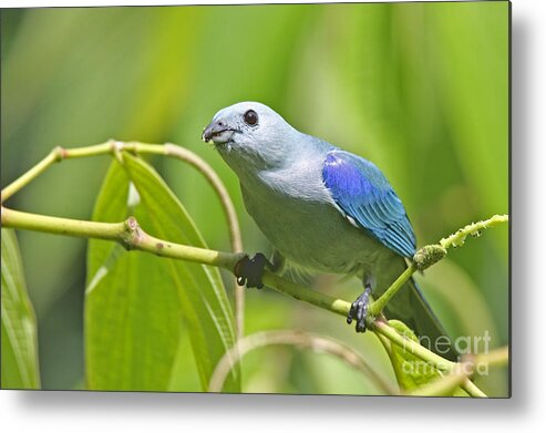 Animal Metal Print featuring the photograph Blue-grey Tanager by Jean-Luc Baron