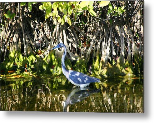  Metal Print featuring the photograph Blue Heron by Jeanne Andrews