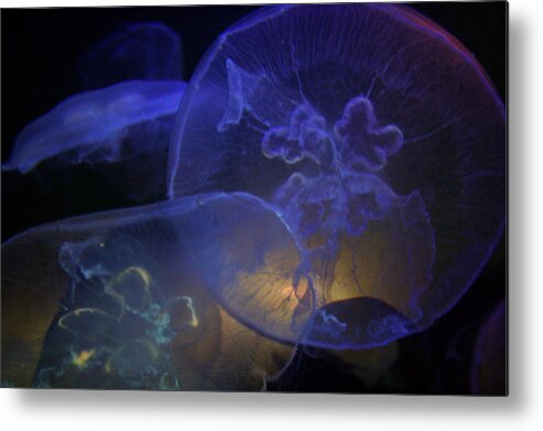 Jelly Fish Metal Print featuring the photograph Blue Jelly Dream by Jennifer Bright Burr