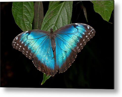 Butterfly Metal Print featuring the photograph Blue Morpho Butterfly by David Freuthal
