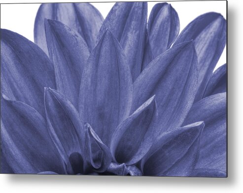 Annual Metal Print featuring the photograph Blue petals by Al Hurley