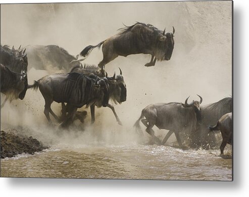 00761256 Metal Print featuring the photograph Blue Wildebeest Crossing Mara River by Suzi Eszterhas