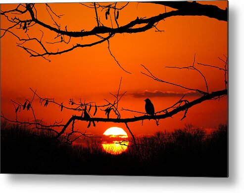 Wisconsin Metal Print featuring the photograph Bluebird Dawn by Bill Pevlor
