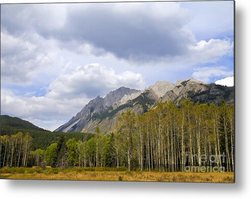 Birch Trees Metal Print featuring the photograph Bow Valley Parkway by Teresa Zieba