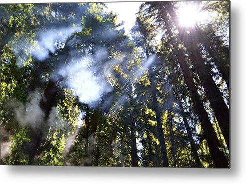 Trees Metal Print featuring the photograph Breaking Through the Trees by Matt Hanson