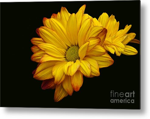 Chrysanthemum Metal Print featuring the photograph Bright And Brassy by Byron Varvarigos