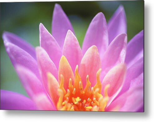 Beautiful Metal Print featuring the photograph Bright Pink Water Lily by Kicka Witte