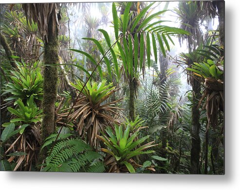 00456444 Metal Print featuring the photograph Bromeliads And Tree Ferns by Cyril Ruoso