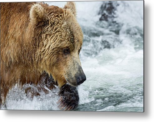 Mp Metal Print featuring the photograph Brown Bear Ursus Arctos Foraging by Sergey Gorshkov