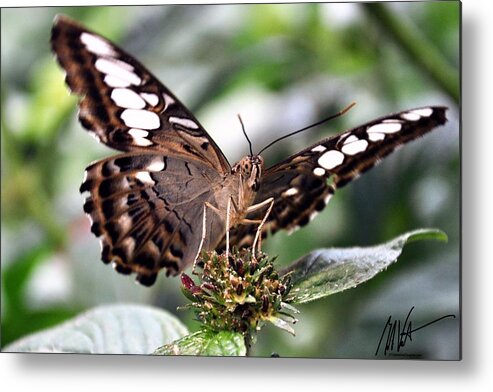  Metal Print featuring the photograph Brown Butterfly by Mark Valentine