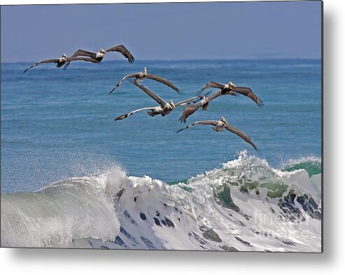 Birds Metal Print featuring the photograph Brown Pelicans by Jean-Luc Baron