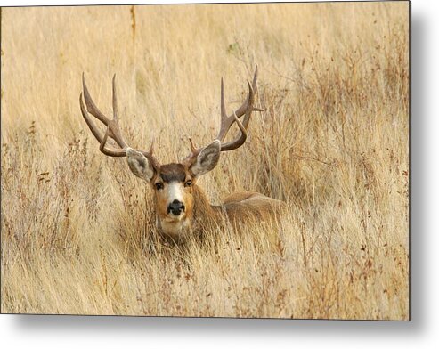 Mule Deer Metal Print featuring the photograph Buck in Grass by D Robert Franz