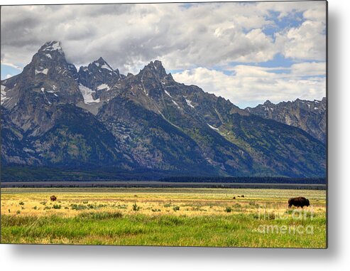 Buffalo Metal Print featuring the photograph Buffalo Herd below Grand Teton by Gary Whitton