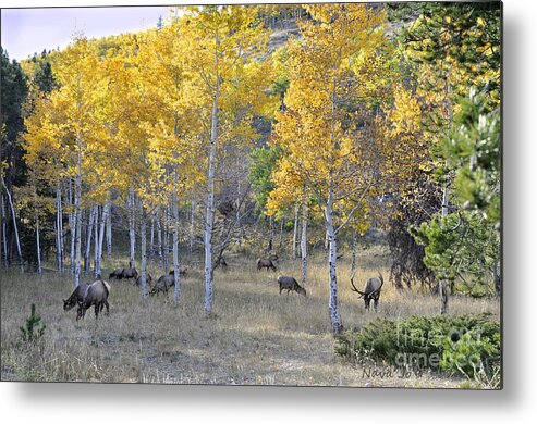 Elk Metal Print featuring the photograph Bull Elk and Harem by Nava Thompson