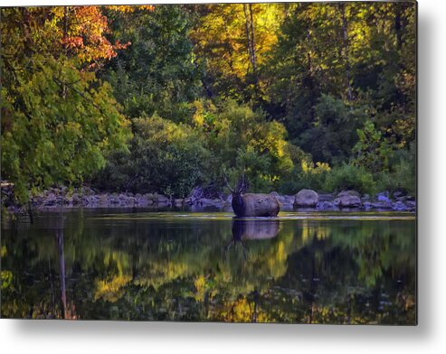 Fall Color Metal Print featuring the photograph Bull Elk in Reflecting Pool Buffalo National River by Michael Dougherty