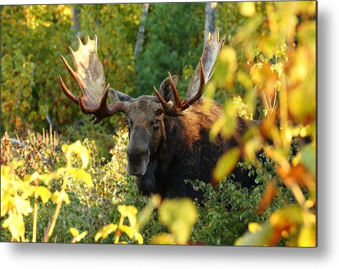 Nature Metal Print featuring the photograph Bull Moose in the Shadows by Duane Cross