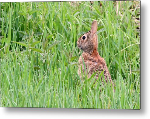 Marinette Metal Print featuring the photograph Bunny Peeking Out by Mark J Seefeldt