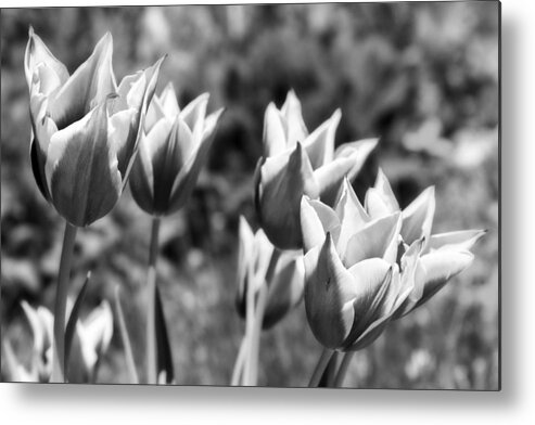 Botanical Metal Print featuring the photograph Burgundy Yellow Tulips in Black and White by James BO Insogna