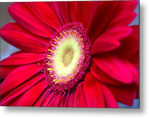   Gerbera Daisy Metal Print featuring the photograph Burst of Red by Diane Giurco