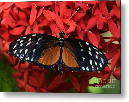 Butterfly Metal Print featuring the photograph Butterfly 1 by Bob Christopher