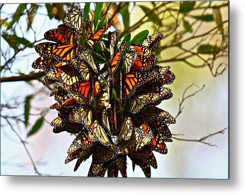 Butterfly Metal Print featuring the photograph Butterfly Bouquet by Diana Hatcher