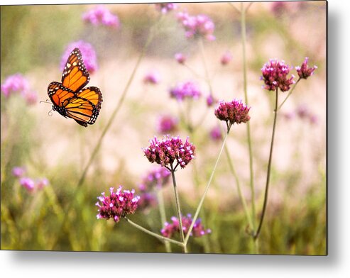 Monarch Metal Print featuring the photograph Butterfly - Monarach - The sweet life by Mike Savad