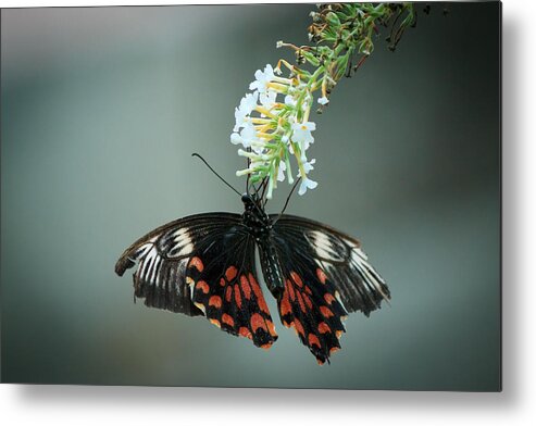 Bangalore Metal Print featuring the photograph Butterfly by SAURAVphoto Online Store