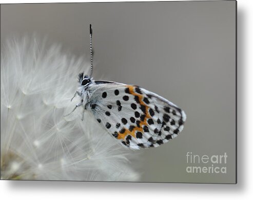 Butterfly Metal Print featuring the photograph Butterfly by Sylvie Leandre