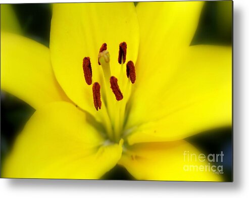 Decorative Metal Print featuring the photograph Buttery Soft Daylily by Deborah Crew-Johnson