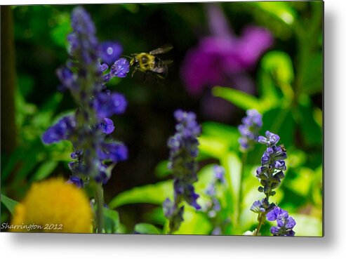 Bumble Bee Metal Print featuring the photograph Buzzing Around by Shannon Harrington