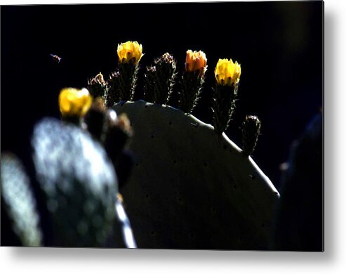 Bloom Metal Print featuring the photograph Cactus buds and insect by Emanuel Tanjala